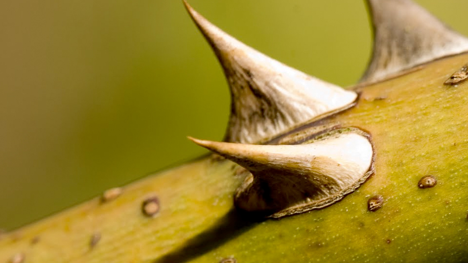 thorny bush for home security